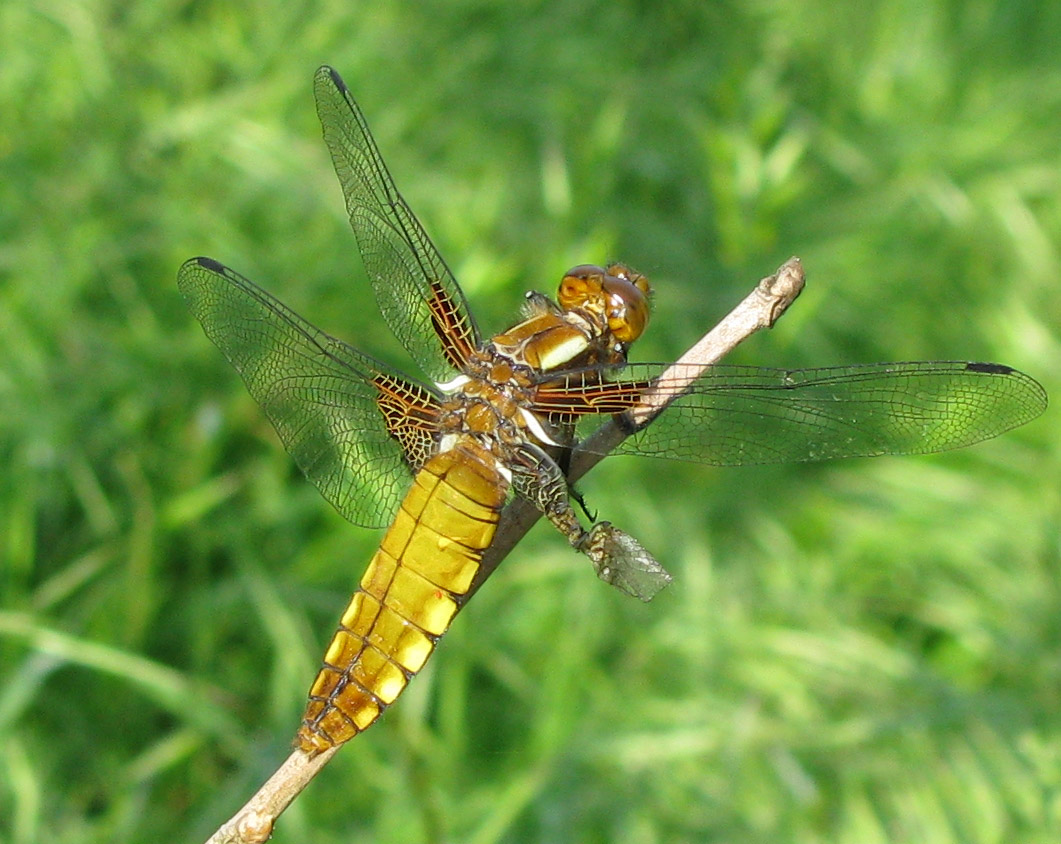 Libellula depressa